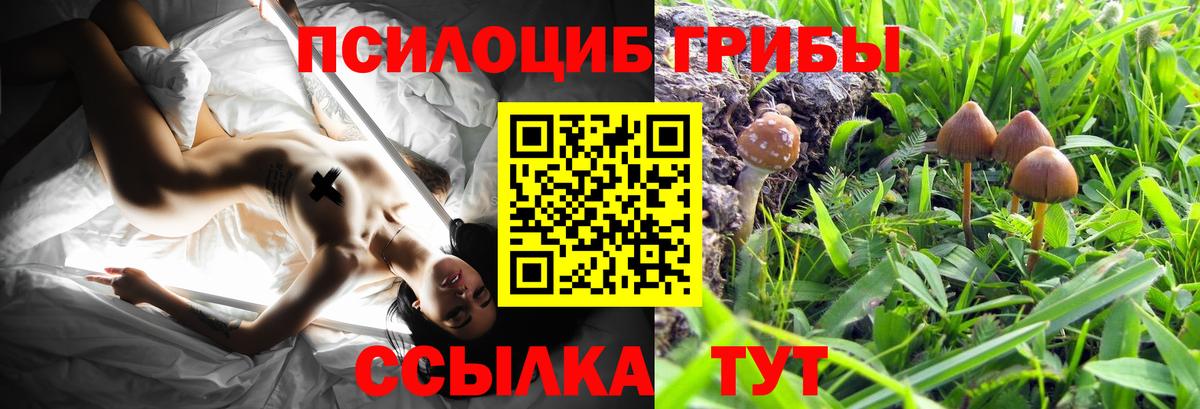 Заинск  Галлюциногенные грибы Cubensis  Галлюциногенные грибы прущие грибы  Вход с VPN 